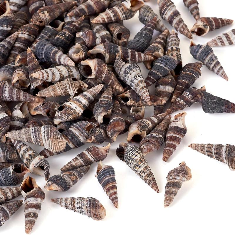 Black Natural Seashells for Crafts and Home Decor