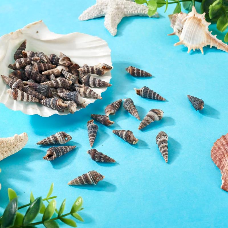 Black Natural Seashells for Crafts and Home Decor